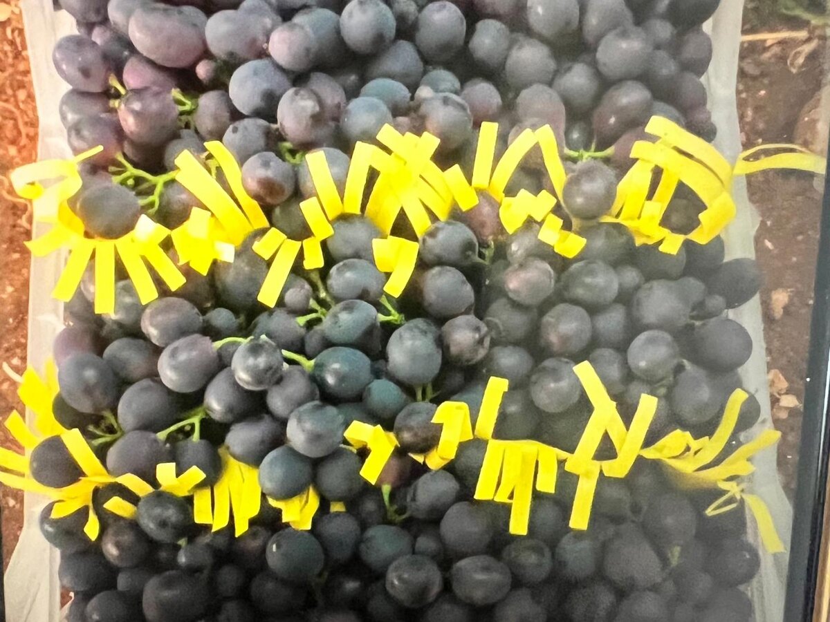 Kasada siyah üzüm salkımları